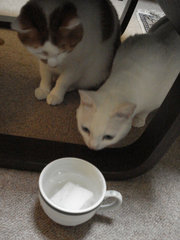 DSC01984.JPG