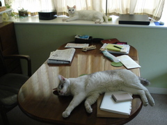 DSC02218.JPG