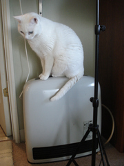 DSC02977.JPG
