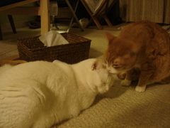 DSC03016.JPG