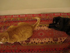 DSC03027.JPG