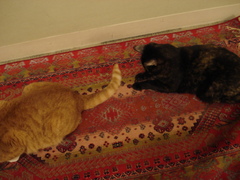 DSC03033.JPG