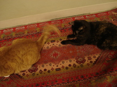 DSC03034.JPG