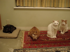 DSC03188.JPG