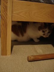 DSC03408.JPG