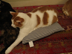 DSC03530.JPG