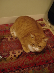 DSC03532.JPG