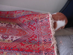 DSC03878.JPG